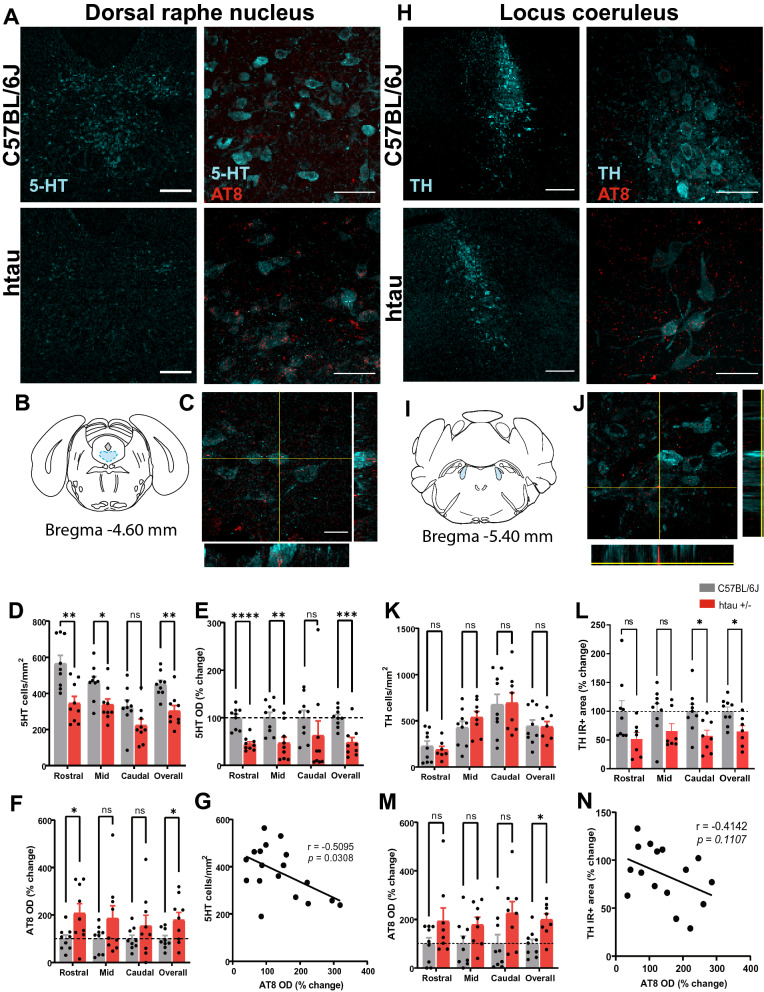 Human tau-overexpressing mice recapitulate brainstem involvement and neuropsychiatric features of early Alzheimer's disease.