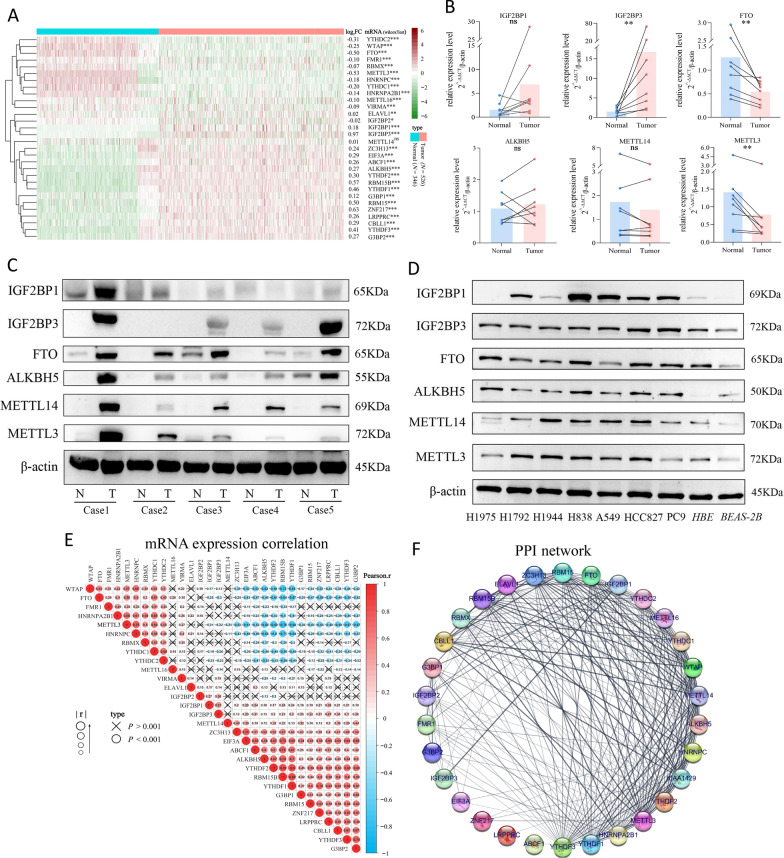 Comprehensive analyses of molecular features, prognostic values, and regulatory functionalities of m<sup>6</sup>A-modified long non-coding RNAs in lung adenocarcinoma.