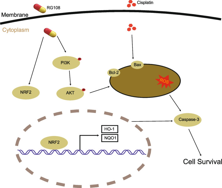 Deciphering the potential ability of RG108 in cisplatin-induced HEI-OC1 ototoxicity: a research based on RNA-seq and molecular biology experiment.