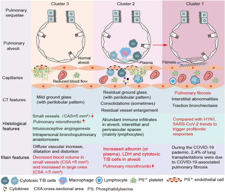 Damage to endothelial barriers and its contribution to long COVID