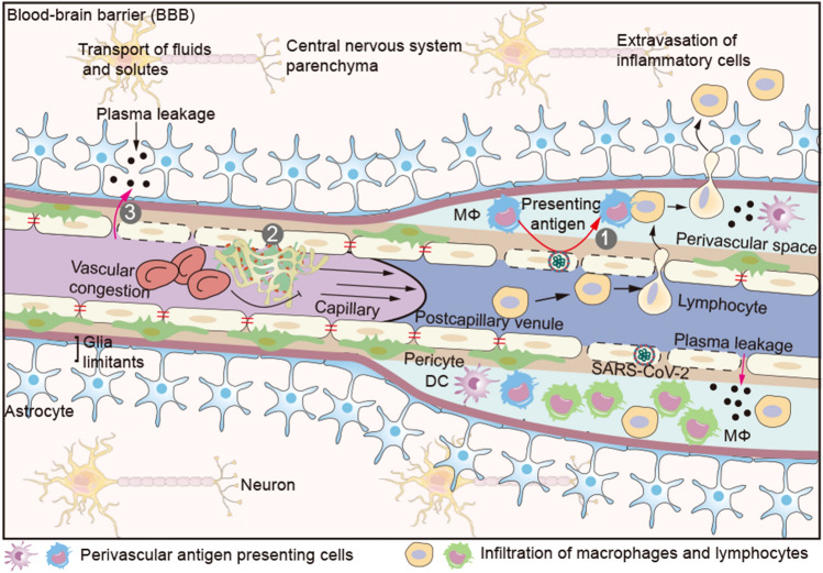 Damage to endothelial barriers and its contribution to long COVID