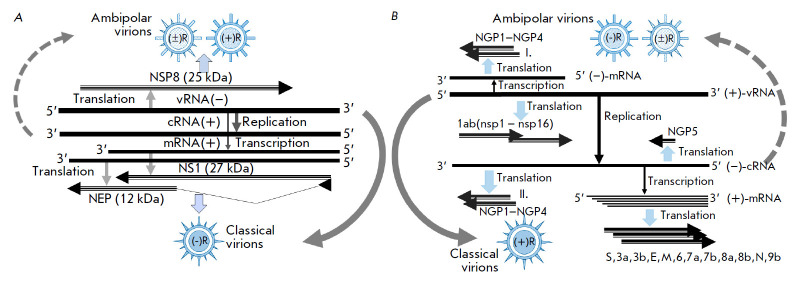 The Unique Genome of the Virus and Alternative Strategies for its Realization.