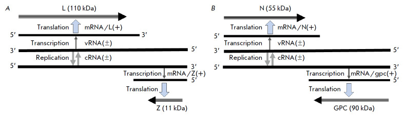 The Unique Genome of the Virus and Alternative Strategies for its Realization.