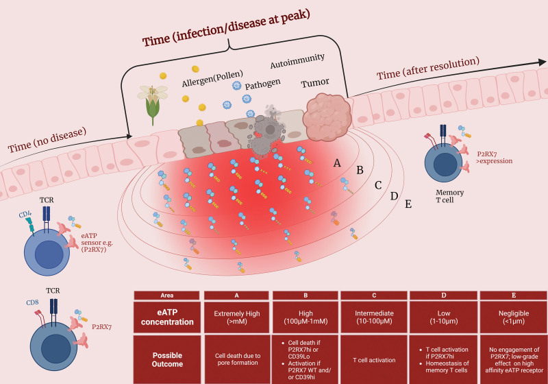 Tissue- and temporal-specific roles of extracellular ATP on T cell metabolism and function.