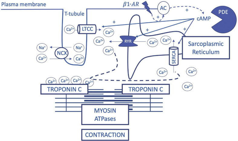 The medical treatment of cardiogenic shock