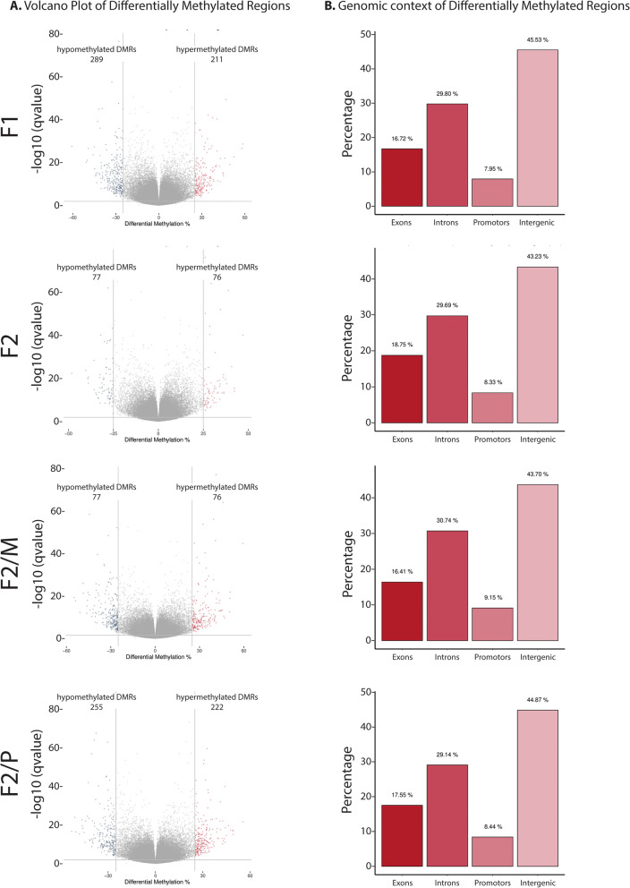 Sperm DNA methylation is predominantly stable in mice offspring born after transplantation of long-term cultured spermatogonial stem cells.