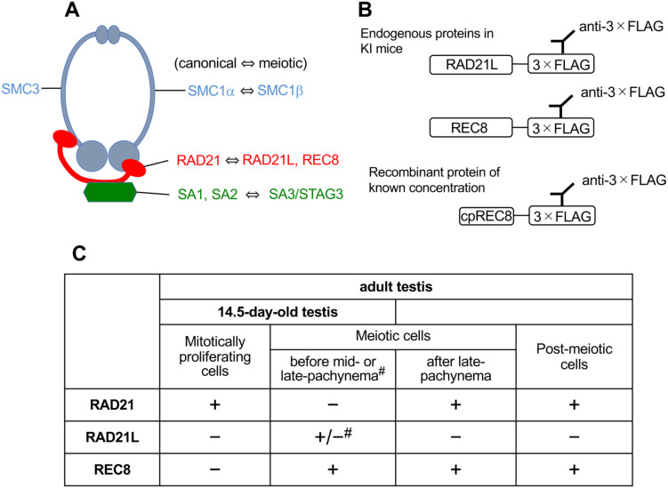 Analysis of absolute amounts of two meiotic cohesin subunits, RAD21L and REC8, in mouse spermatocytes.