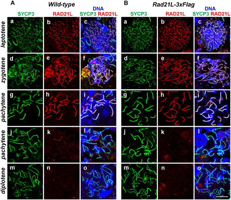 Analysis of absolute amounts of two meiotic cohesin subunits, RAD21L and REC8, in mouse spermatocytes.