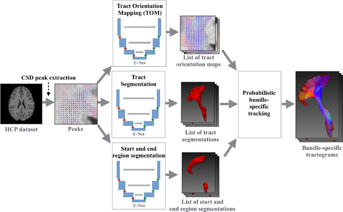 Automated three-dimensional major white matter bundle segmentation using diffusion magnetic resonance imaging