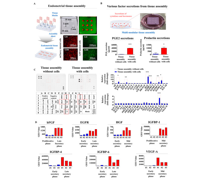 Development of cell-laden multimodular Lego-like customizable endometrial tissue assembly for successful tissue regeneration.