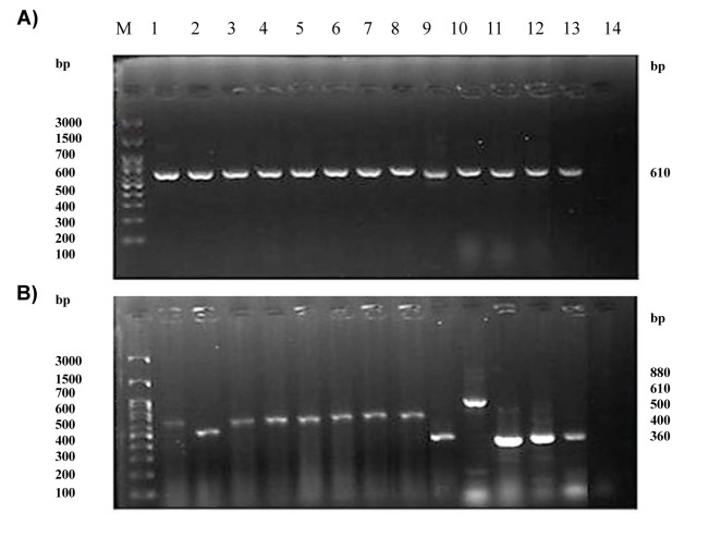 Isolation, Identification, and Characterization of the Native Yeast Strains from Homemade Cheese to Assess their Eliminating Impact on the Aflatoxin B1 and M1 of the Simulated Gastrointestinal Fluid.