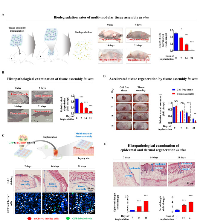 Development of cell-laden multimodular Lego-like customizable endometrial tissue assembly for successful tissue regeneration.