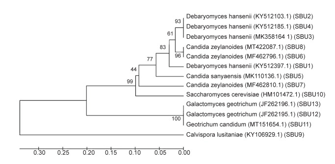 Isolation, Identification, and Characterization of the Native Yeast Strains from Homemade Cheese to Assess their Eliminating Impact on the Aflatoxin B1 and M1 of the Simulated Gastrointestinal Fluid.