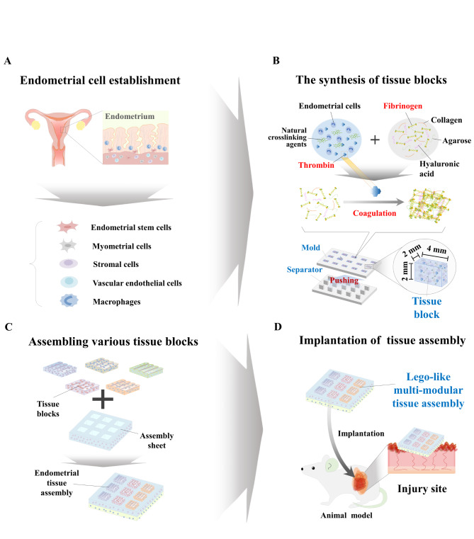 Development of cell-laden multimodular Lego-like customizable endometrial tissue assembly for successful tissue regeneration.