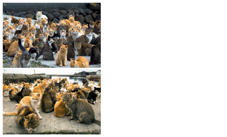 Genetic profile of domestic cat (Felis catus L.) population of Aoshima Island (Japan).