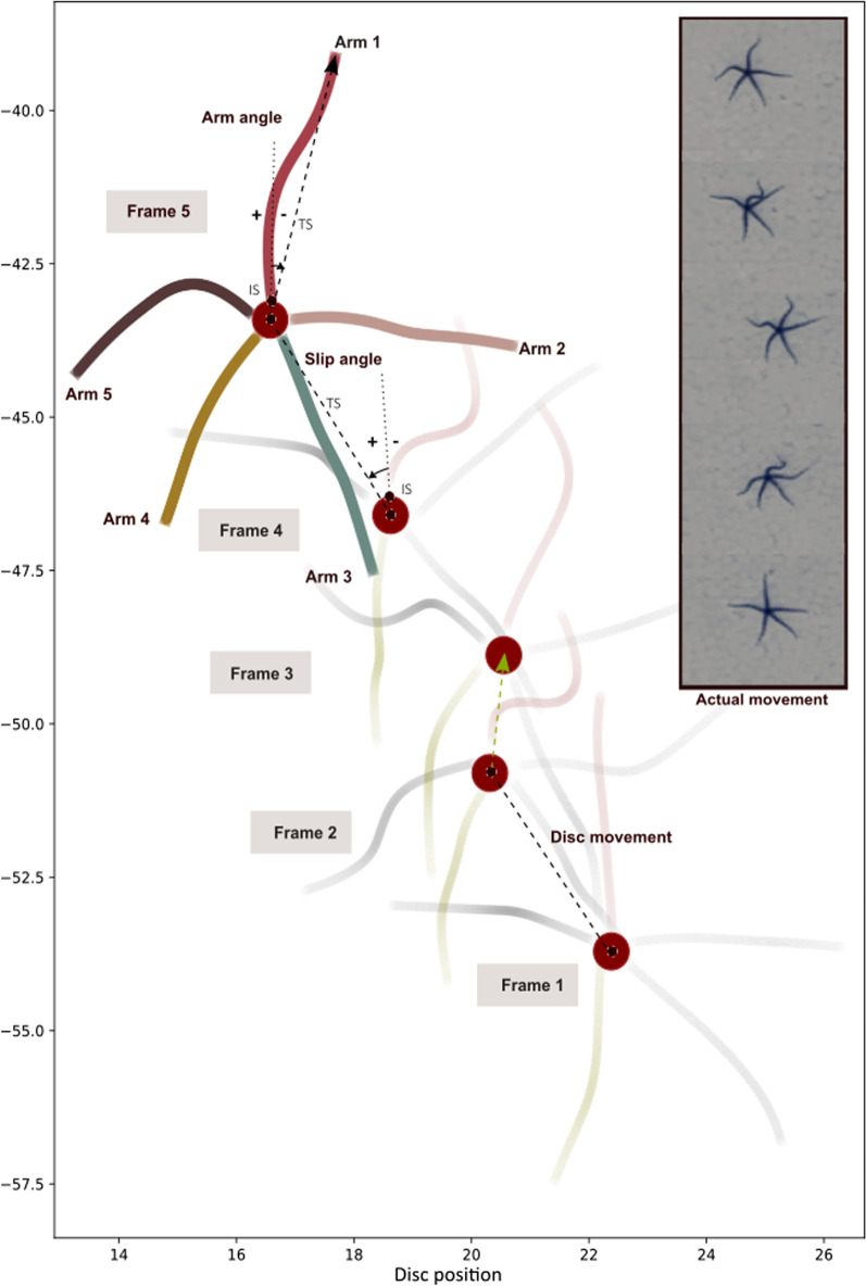 A methodological exploration to study 2D arm kinematics in Ophiuroidea (Echinodermata).