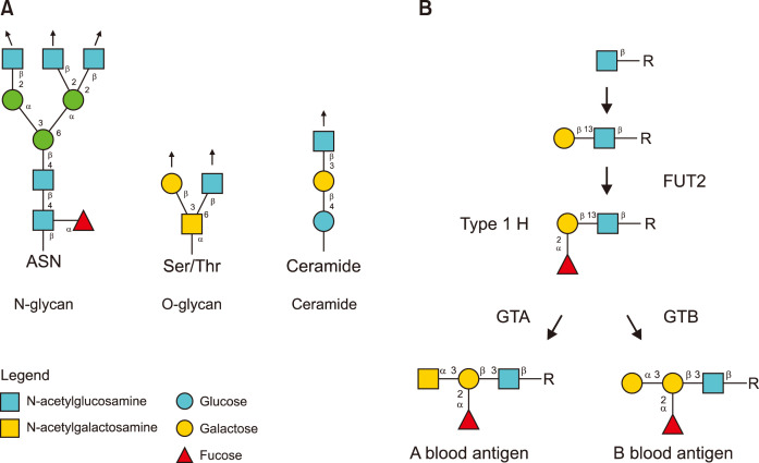 Transfusion support in hematopoietic stem cell transplantation.