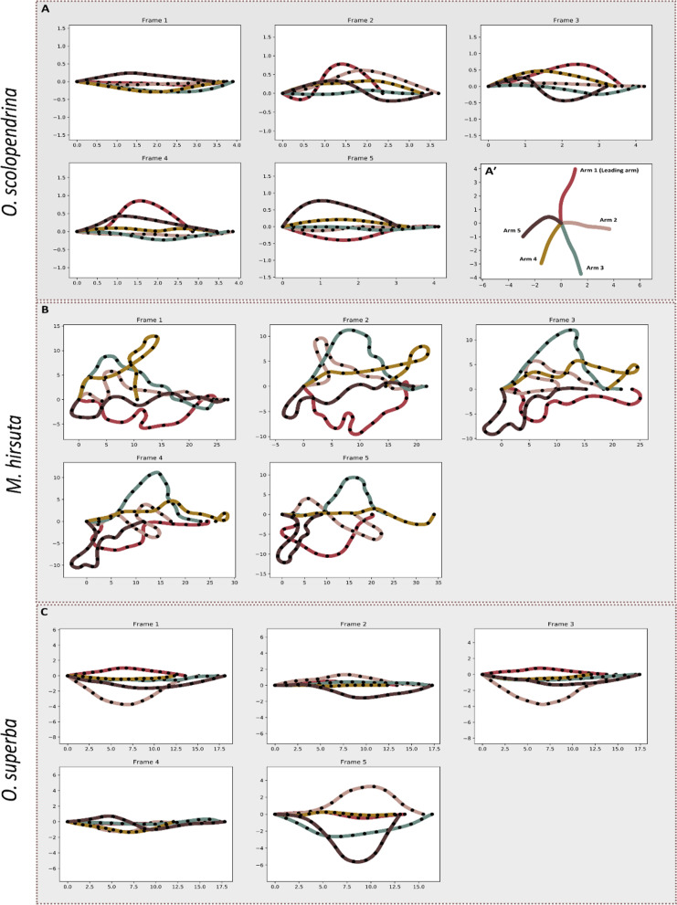 A methodological exploration to study 2D arm kinematics in Ophiuroidea (Echinodermata).