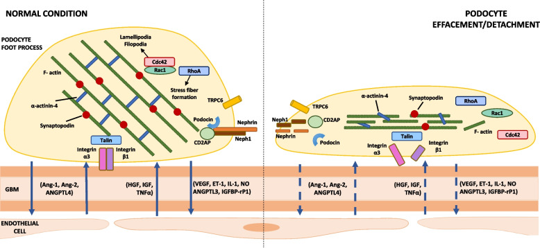 New insights into the immune functions of podocytes: the role of complement.