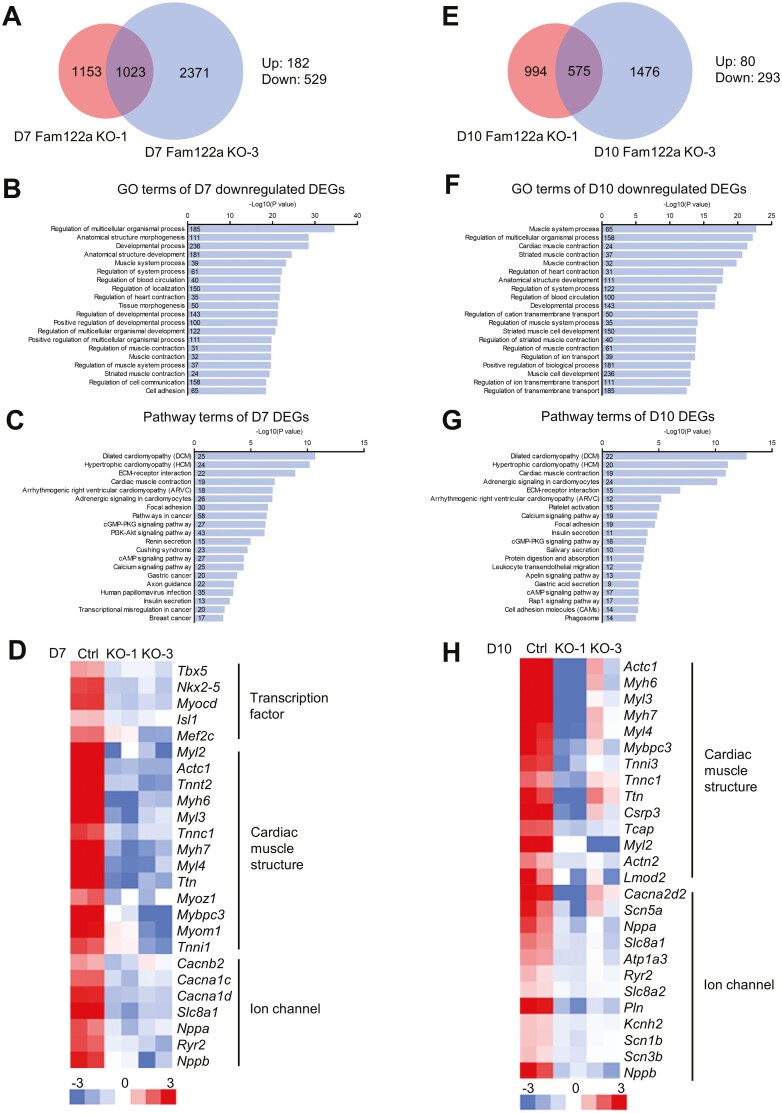 FAM122A Is Required for Mesendodermal and Cardiac Differentiation of Embryonic Stem Cells.