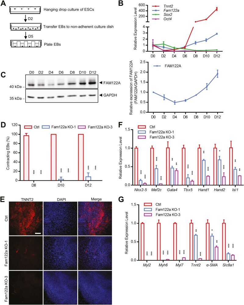 FAM122A Is Required for Mesendodermal and Cardiac Differentiation of Embryonic Stem Cells.