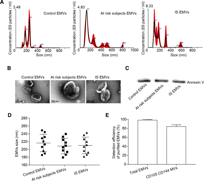 Circulating endothelial microvesicles and their carried miR-125a-5p: potential biomarkers for ischaemic stroke.