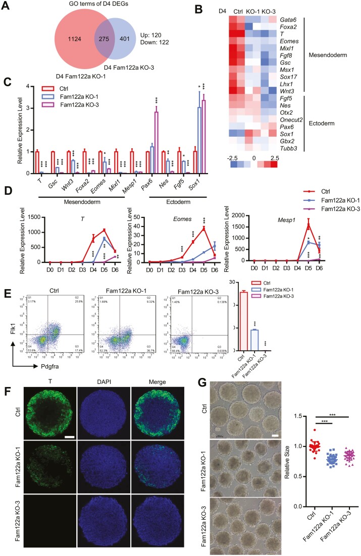 FAM122A Is Required for Mesendodermal and Cardiac Differentiation of Embryonic Stem Cells.