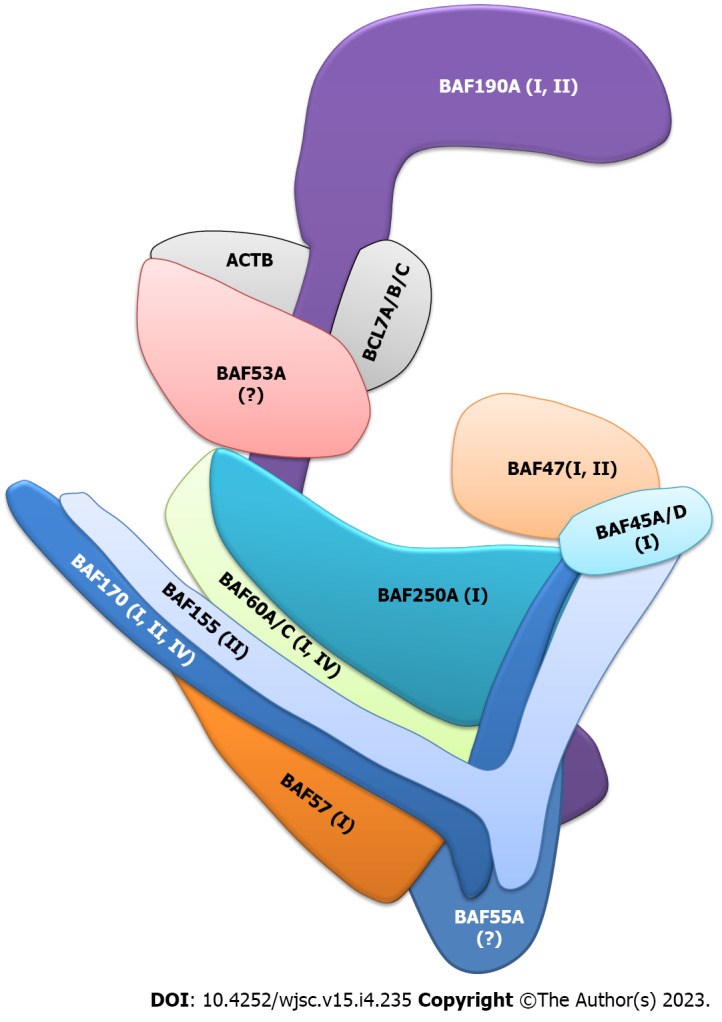 Role of brahma-related gene 1/brahma-associated factor subunits in neural stem/progenitor cells and related neural developmental disorders.