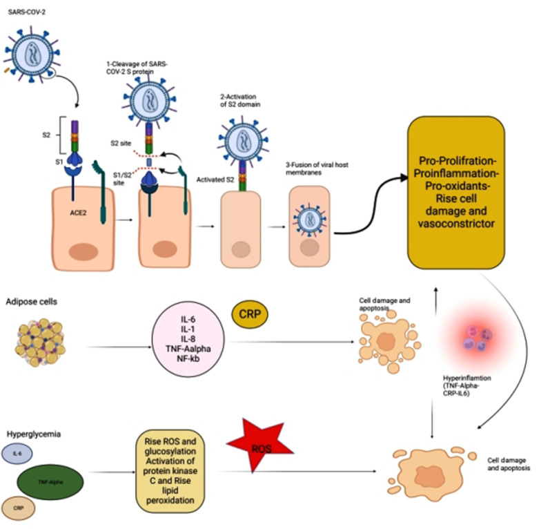 Diabetes Ketoacidosis and COVID-19: An Insight into the Pathophysiology.