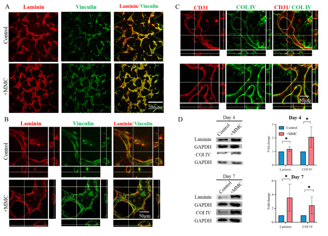 Stabilization and improved functionality of three-dimensional perfusable microvascular networks in microfluidic devices under macromolecular crowding.