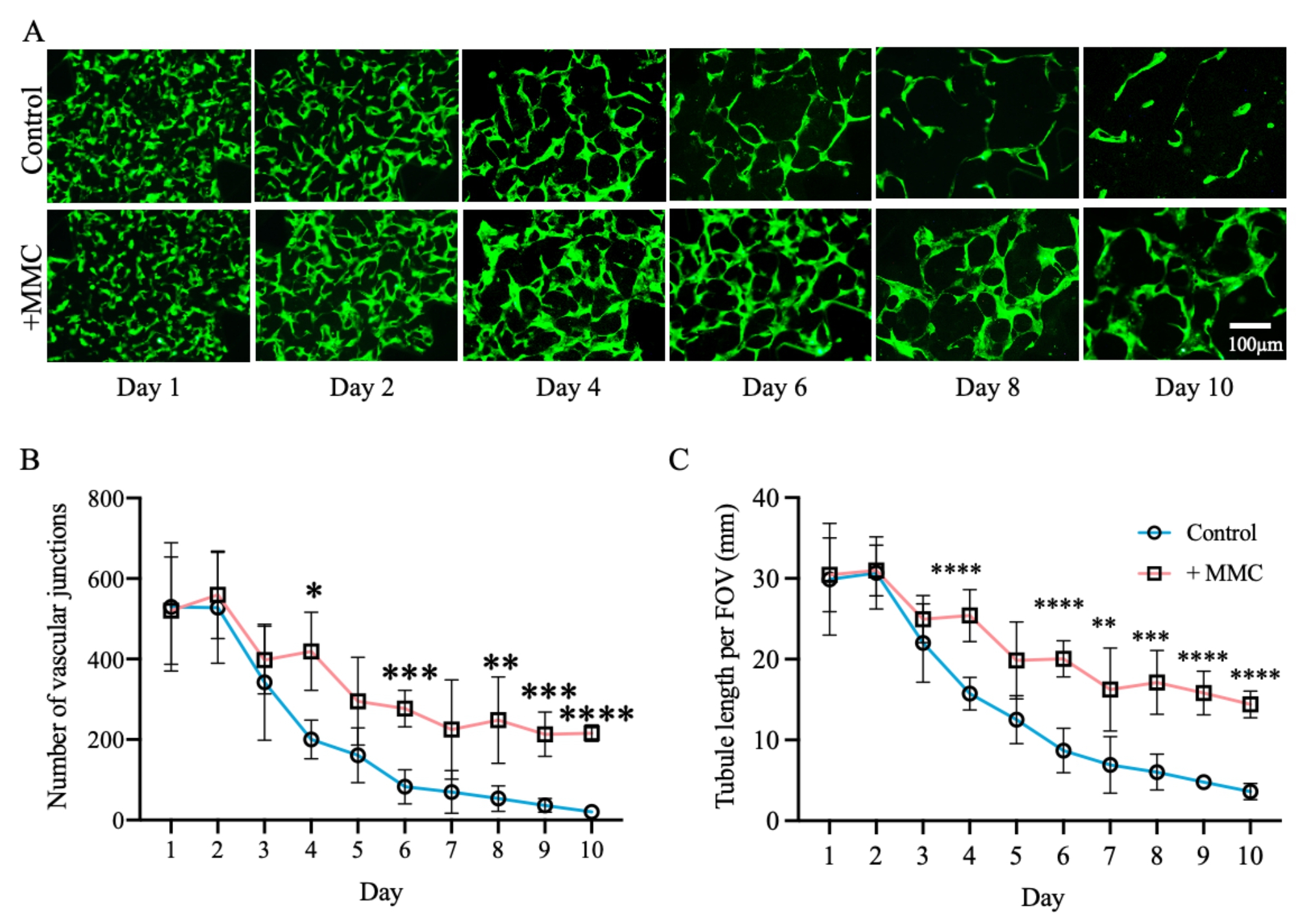 Stabilization and improved functionality of three-dimensional perfusable microvascular networks in microfluidic devices under macromolecular crowding.