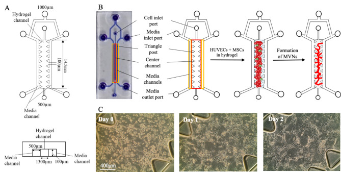 Stabilization and improved functionality of three-dimensional perfusable microvascular networks in microfluidic devices under macromolecular crowding.