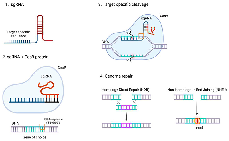 Shaping the future from the small scale: dry powder inhalation of CRISPR-Cas9 lipid nanoparticles for the treatment of lung diseases.