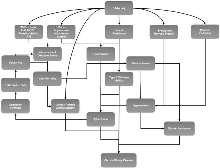 Obesity and chronic kidney disease: A current review.