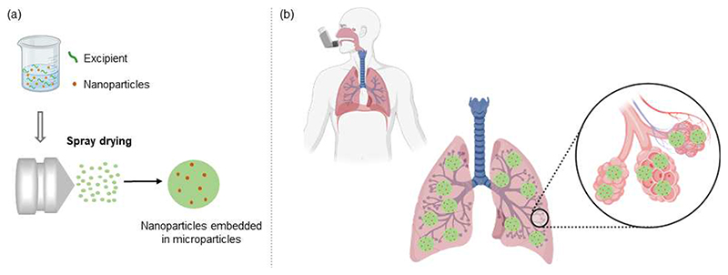 Shaping the future from the small scale: dry powder inhalation of CRISPR-Cas9 lipid nanoparticles for the treatment of lung diseases.