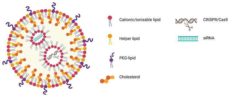 Shaping the future from the small scale: dry powder inhalation of CRISPR-Cas9 lipid nanoparticles for the treatment of lung diseases.