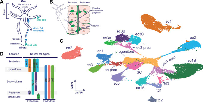 A Molecular, Spatial, and Regulatory Atlas of the <i>Hydra vulgaris</i> Nervous System.