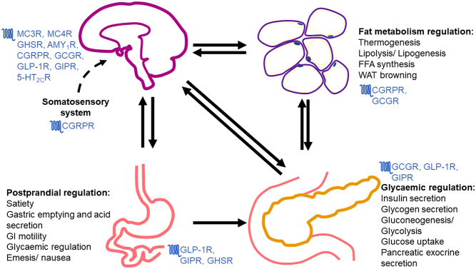 RISING STARS: Targeting G protein-coupled receptors to regulate energy homeostasis.