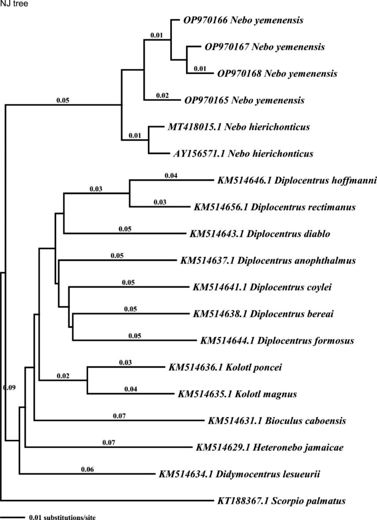 The phylogenetic relationship among two species of genus Nebo (Scorpiones: Diplocentridae) from Saudi Arabia and Middle East.