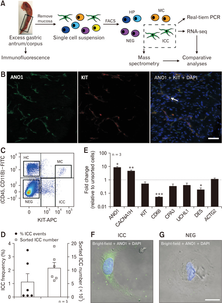 Transcriptome and Proteome Profiling of Primary Human Gastric Interstitial Cells of Cajal Predicts Pacemaker Networks.