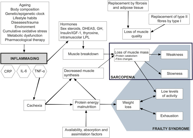 Inflammaging and Frailty in Immune-Mediated Rheumatic Diseases: How to Address and Score the Issue.