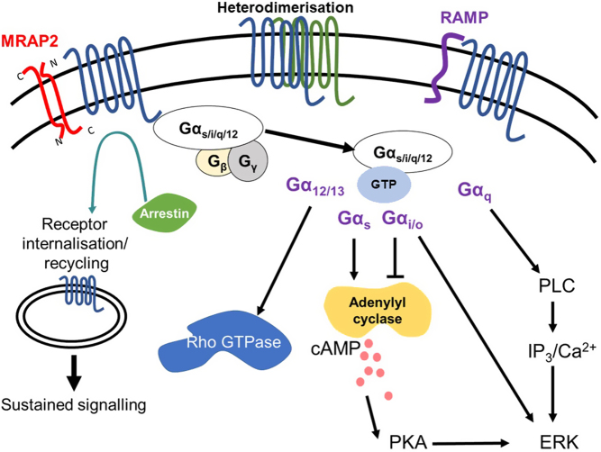 RISING STARS: Targeting G protein-coupled receptors to regulate energy homeostasis.