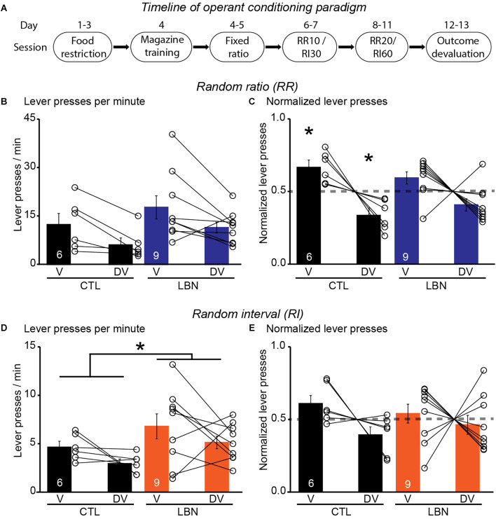 Early life adversity impaired dorsal striatal synaptic transmission and behavioral adaptability to appropriate action selection in a sex-dependent manner.