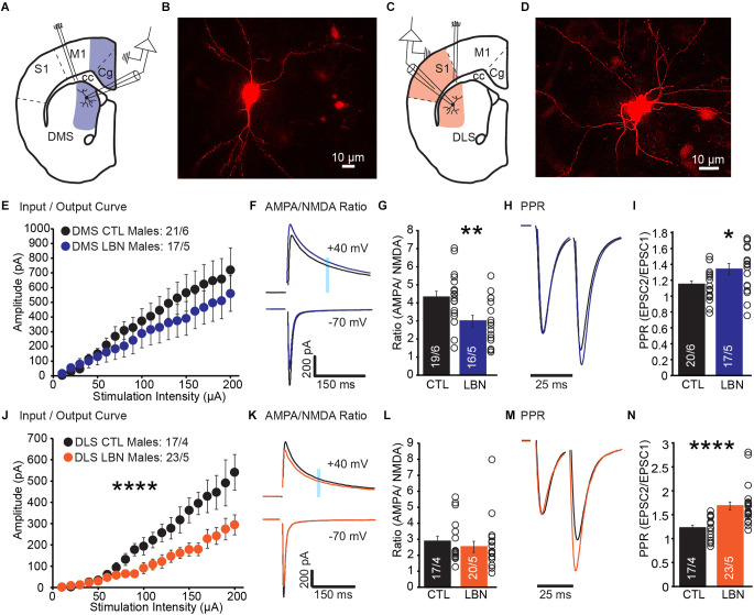 Early life adversity impaired dorsal striatal synaptic transmission and behavioral adaptability to appropriate action selection in a sex-dependent manner.