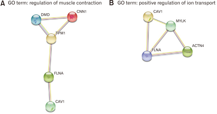 Transcriptome and Proteome Profiling of Primary Human Gastric Interstitial Cells of Cajal Predicts Pacemaker Networks.