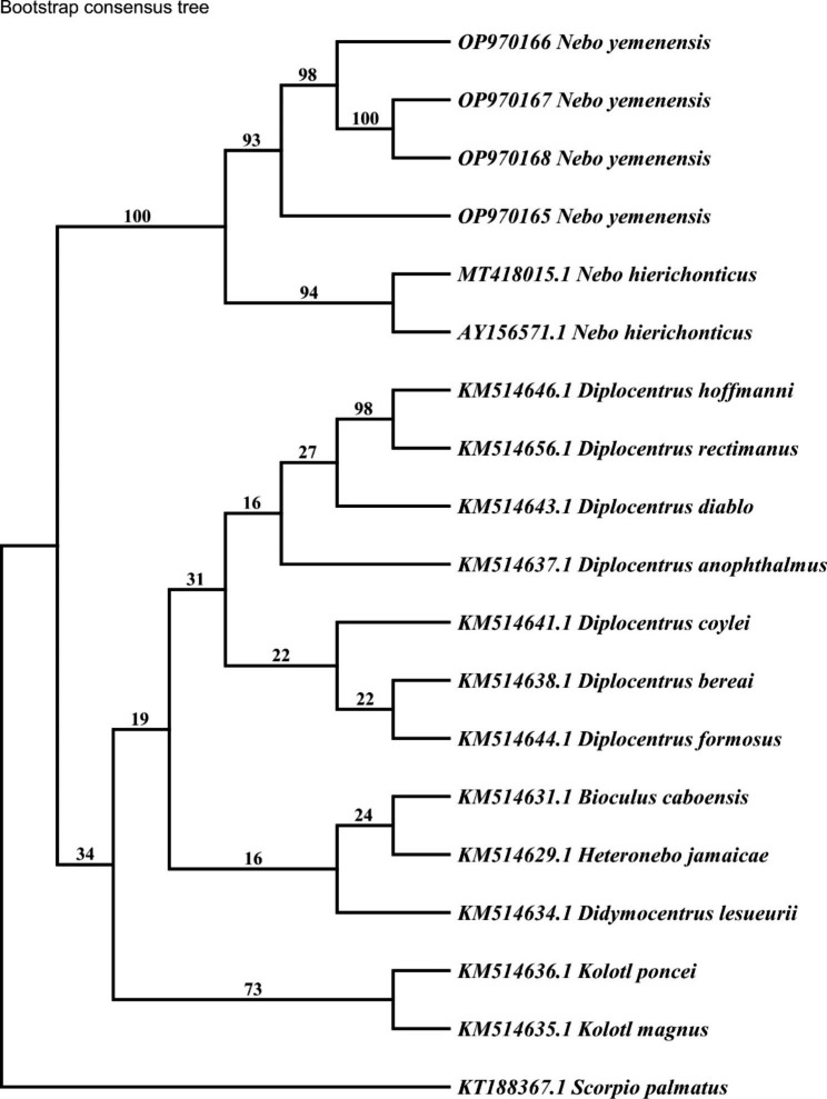 The phylogenetic relationship among two species of genus Nebo (Scorpiones: Diplocentridae) from Saudi Arabia and Middle East.