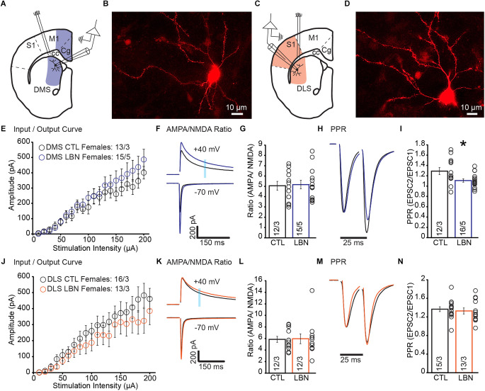 Early life adversity impaired dorsal striatal synaptic transmission and behavioral adaptability to appropriate action selection in a sex-dependent manner.