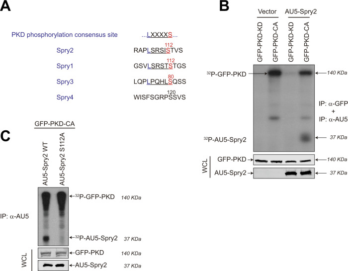 PKD phosphorylation and COP9/Signalosome modulate intracellular Spry2 protein stability.