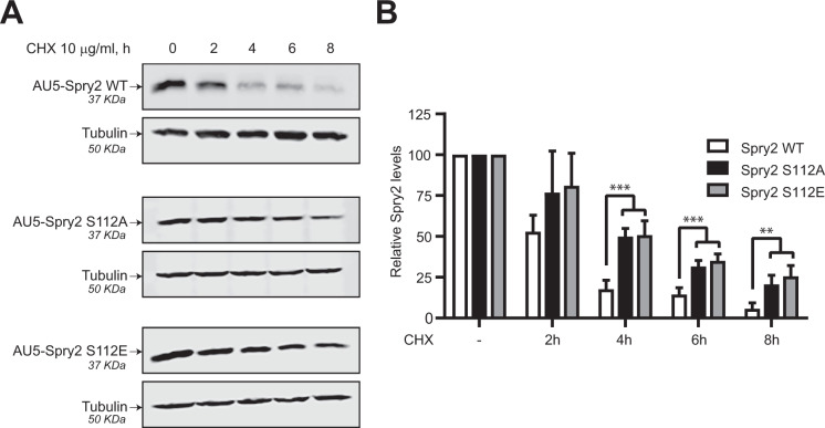 PKD phosphorylation and COP9/Signalosome modulate intracellular Spry2 protein stability.