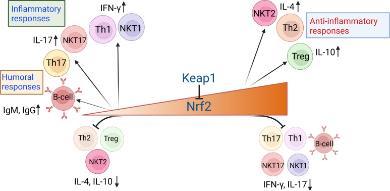 Beyond Antioxidation: Keap1-Nrf2 in the Development and Effector Functions of Adaptive Immune Cells.